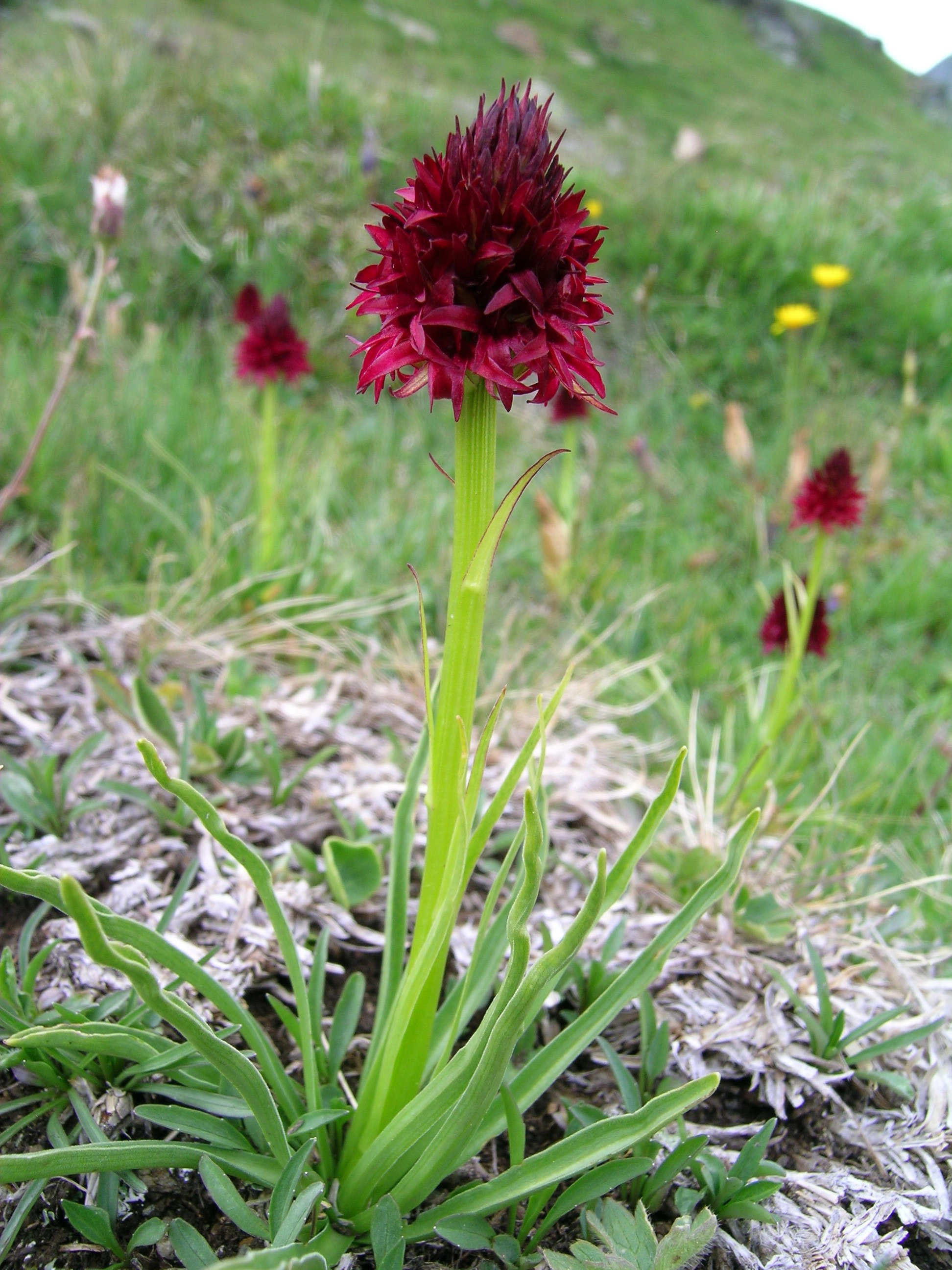 Nigritella rhellicani